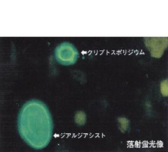 染色写真