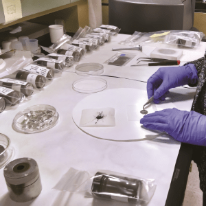 Purity Analysis｜純度分析