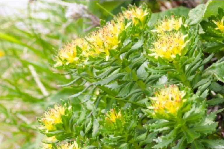 ロザビン類・サリドロシド