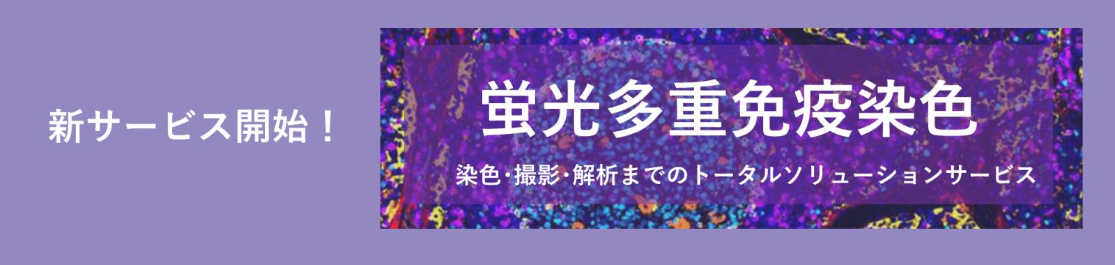 蛍光多重免疫染色